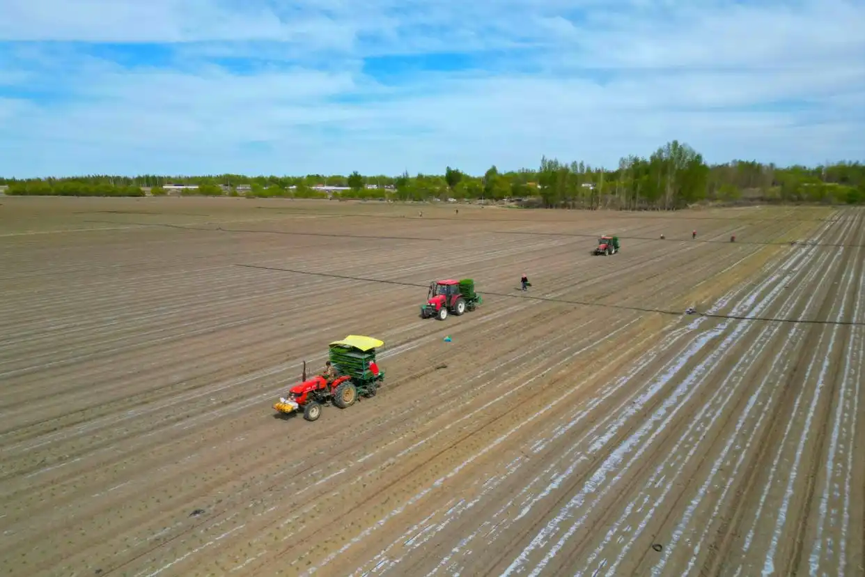 In April 2025, the Xinjiang tomato planting base officially launched the annual tomato transplanting work